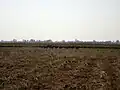 A floak de barasingha dans "Suklaphaat" à l'intérieur de la réserve