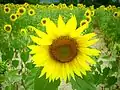 Tournesols en Ardèche.