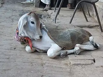 Veau asiatiqueInde