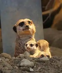 Une tête de suricate adulte sort de terre, accompagnée de deux petits.
