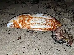 Molpadia arenicola en Californie.
