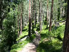 Forêt de Pin.