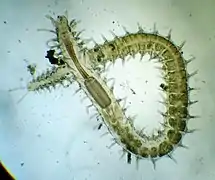 Syllis gracilis, un Syllidae.