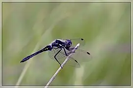 Sympétrum noir au repos (mâle mature)