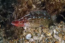 Symphodus rostratus