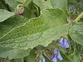 Feuille