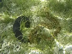 Une Synapta maculata (brune, à droite) et une Holothuria leucospilota (noire, à gauche) à La Réunion.