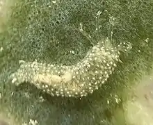 Synaptula hydriformis