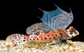 Synchiropus stellatus