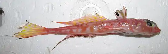 Synchiropus phaeton
