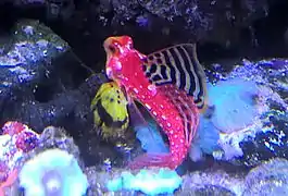 Synchiropus sycorax