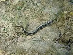 Syngnathus acus