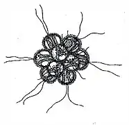 Synura sphagniola(Korshikov, 1927).