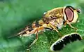Syrphus vitripennis femelle