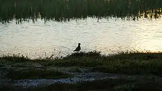 Limicole près d'une rivière