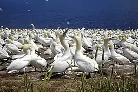 L'Île Bonaventure héberge la plus importante colonie de fous de Bassan au monde.