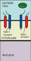 TGF Beta ligand binds to receptor