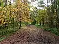 Forêt de Merimetsa