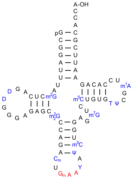 ARNtPhe de S. cerevisiae.Le dihydro-uracile est noté D.