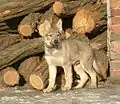 Jeune chien-loup tchécoslovaque