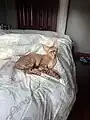 Devon rex brown tabby