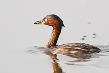 Grèbe castagneux