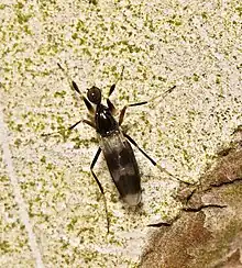 Tachydromia arrogans espèce sœur vivante.