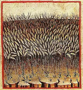 Blé : Chaud et humide