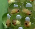 Têtards de rainettes aux yeux rouges.
