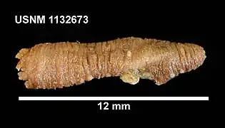 Sigmodota contorta