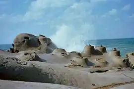 Sea Candles