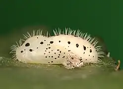 Chrysalide.