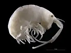 Talitrus saltator