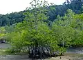 Palétuvier Rhizophora apiculata