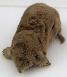 Talpa caeca