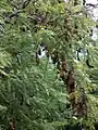 Le tamarinier (Tamarindus indica) arrive juste derrière en termes d'utilisation, avec presque 13%. Ses feuilles, graines et fruits permettent de nombreux dérivés (pulpe comestible, épice, torréfaction des graines, jus, salade, teinture, etc.)