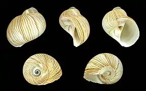 Tanea lineata