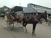 Attelage d'un cheval brun émacié.