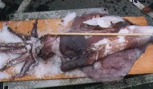 Taningia danae