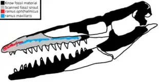 Schéma du crâne de Taniwhasaurus antarcticus : les parties noires et gris clair montrent le matériel fossile connu, tandis que les parties blanches montrent les hypothétiques reconstitutions crâniennes. Les foramens suspectés d'avoir été le lieu d'origine de l'organe électrosensible de l'animal sont montrés en bleu et en rouge.