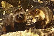 Deux petits mammifères, avec des oreilles rondes et une fourrure marron touffue.