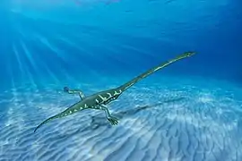 Tanystropheus sp. (Protorosauria) †