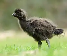 Un poussin