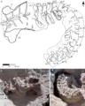 Spécimen holotype in situ.vertèbres caudales 1 à 17, sacrum, ilions et ischions.