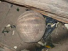 Le Tatou à trois bandes du Sud (Tolypeutes matacus).