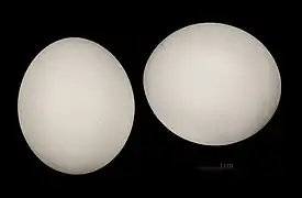 Œufs de Touraco louri Muséum de Toulouse