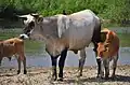 Larissa : Chianina × (Sayaguesa × (Heck × Chianina)).