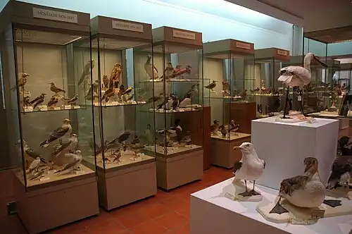 Taxidermie 02