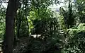 Quelques palmiers du jardin botanique