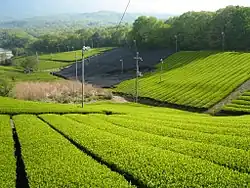 Longues rangées de théiers sur un terrain valloné.